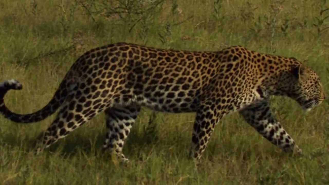 The Unlikely Leopard - National Geographic's Big Cat Initiative - YouTube