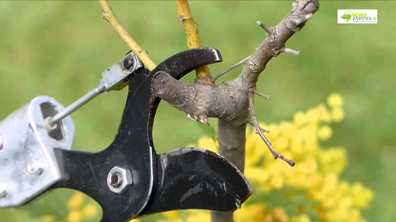 taille-mimosa-youtube