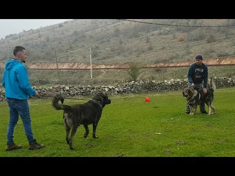 Video: Lista E Re E Kontrollit Të Qenve