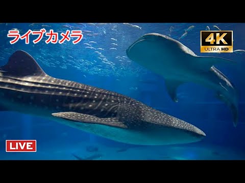 ライブカメラ 再開 海遊館 Youtube