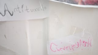 Uniccient Angry-Cause-Of-Precieved-Wrongdoings Isé Conado Aplatanannas Ripos