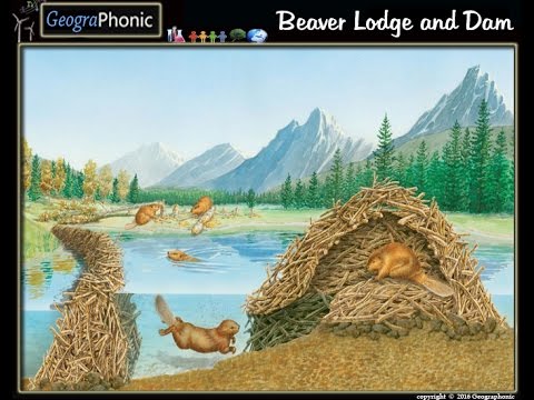 beaver lodge dam quiz game purposegames choose board