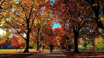 Explore the University of Kentucky Campus on a Perfect Fall Day