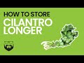 How to Store Cilantro Longer
