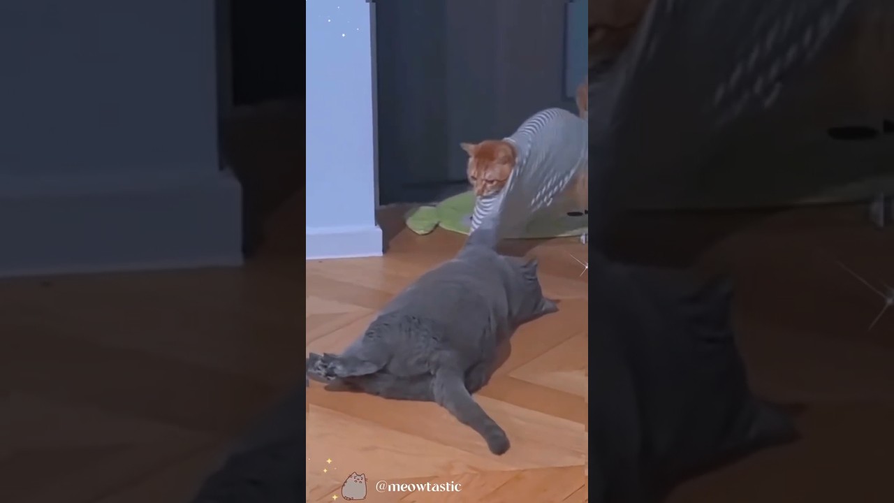 TABBY CATS ALL THE WAY!!😹 #tabbycat #cat #catvideos #catshorts #cats #cars #fumnyvideos #memes