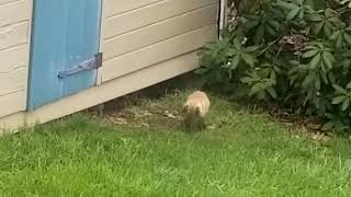 Fox Cub Pouncing