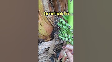 Cây chuối nghĩa tình / Lang Thang Kể Chuyện