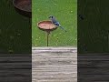Bluejay - 🇨🇦- #nature #birds #wildlife