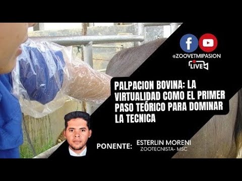 Palpación Bovina: La virtualidad como primer paso teorico para dominar la tecnica