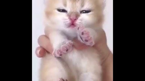 happy birthday song cute video