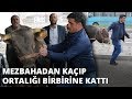 Mezbahadan kaçıp ortalığı birbirine kattı! Tam 5 saat boyunca peşinden koşturdu