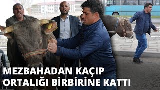 Mezbahadan Kaçıp Ortalığı Birbirine Kattı Tam 5 Saat Boyunca Peşinden Koşturdu