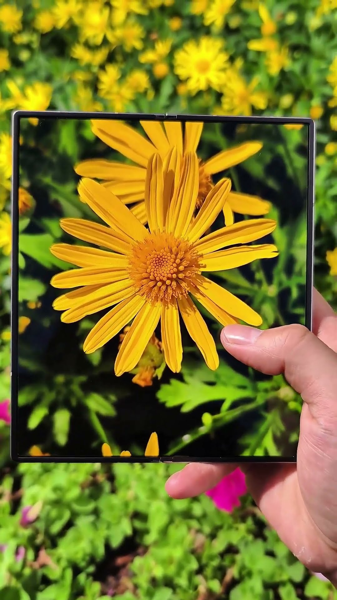 Samsung's mobile phone photography is really a plus with this perfect screen
