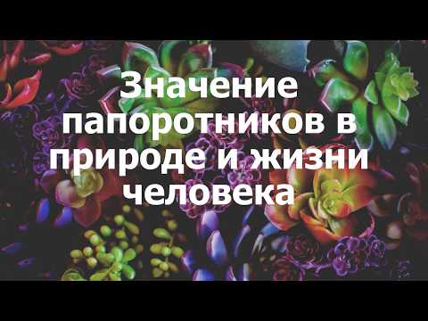 Значение папоротников в природе и жизни человека