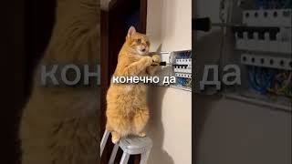 Это я дал своему коту починить электричество 😂😂😂😂