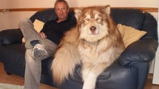 САМЫЕ БОЛЬШИЕ СОБАКИ В МИРЕ- САМЫЕ БОЛЬШИЕ ПОРОДЫ СОБАК САМЫЕ БОЛЬШИЕ СОБАКИ В МИРЕ- САМЫЕ БОЛЬШИЕ ПОРОДЫ СОБАК