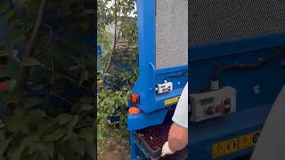 Cherries Harvesting In Poland With Kokan 500 L Air Harvester || Made By Kokan Serbia || #Shorts