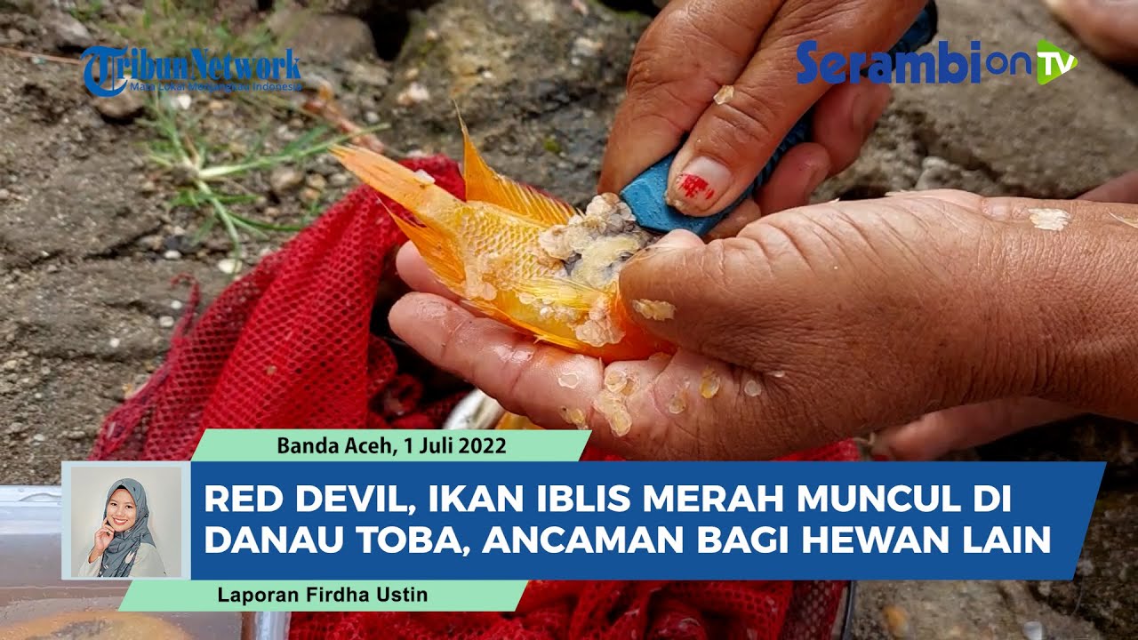 Mengenal Red Devil, Ikan Iblis Merah yang Muncul di Danau Toba, Cantik