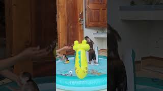 Mom bought a swimming pool at home for Super Monkey#shorts#babymonkey#animal