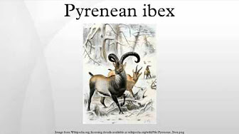 已絕種動物歐洲近代滅絕哺乳類pyrenean Ibex Youtube