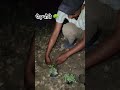 पेड़ पौधे🌳#shorts #youtubeshorts #trending