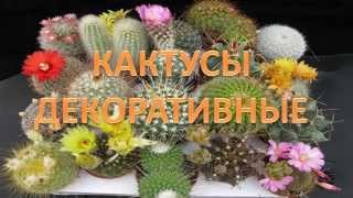 Кактусы декоративные