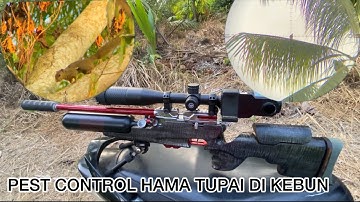 [ RTXX VS TUPAI ] ‼️‼️ terlihat jelas mimis putih saat berburu hama tupai