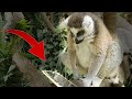 🙉Así Reacciona 1 Lemur a la 📺Tecnología ™ [ LÉMURES MundoPark ]