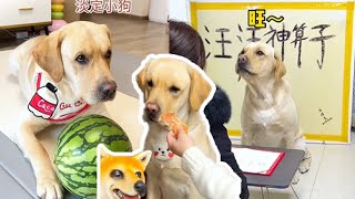 【旺仔很忙🐶】逗狗合集！快来和旺仔一起玩游戏吧~