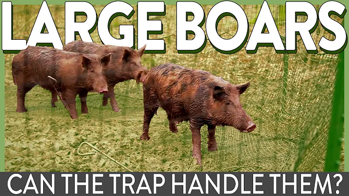 FAQ: Will the Pig Brig Trap System Hold Large Boars? | Pig Brig Trap System