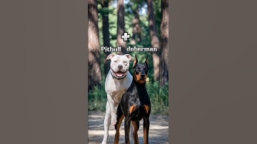 Pitbull + Doberman Mix🔥🔥 #dog #mix #pitbull #doberman