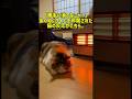 「勝手に消すなニャ！」ぬくぬくタイムを邪魔された猫の反応がこちら。 #癒し #元気になる動画 #元気になる動画 #猫のいる暮らし #adorably #cat #子猫 #猫 #猫のいる生活 #可愛い