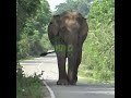 Real Wild Elephant on Main Road | Elephant #elephant