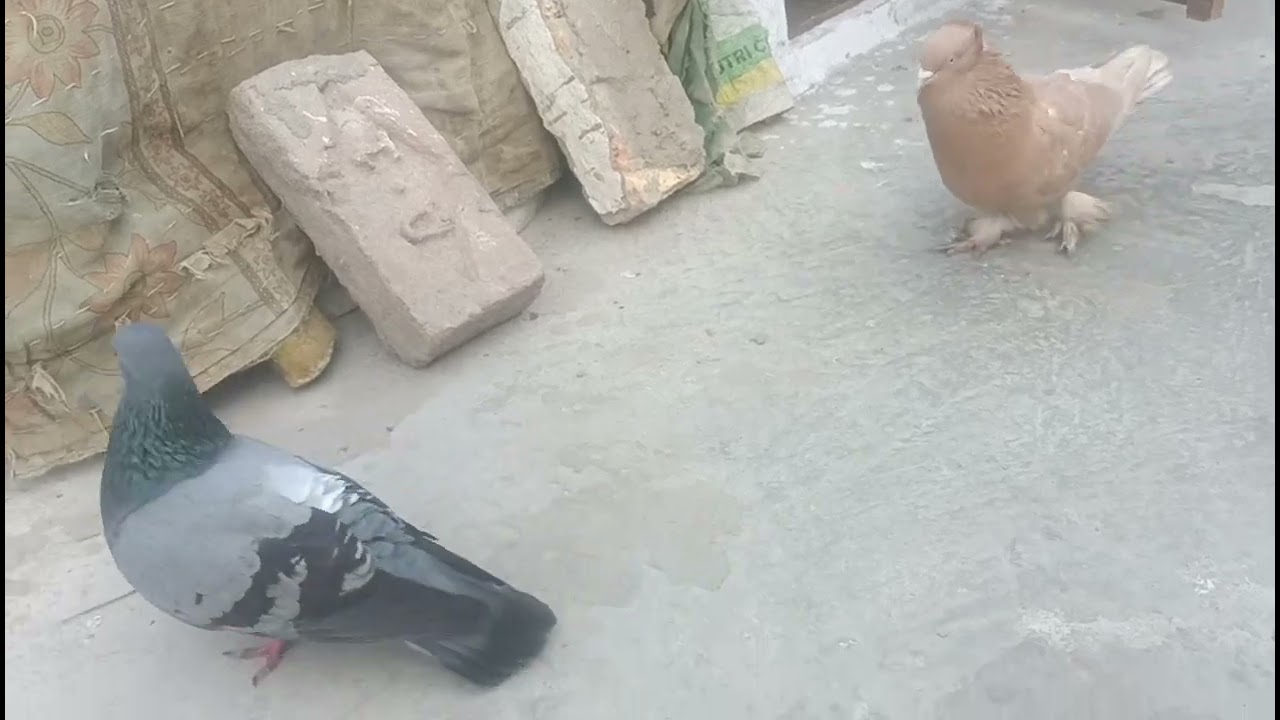 Support kar do yaar 🙏🙏🥰🥰🤗💯 New pigeon 