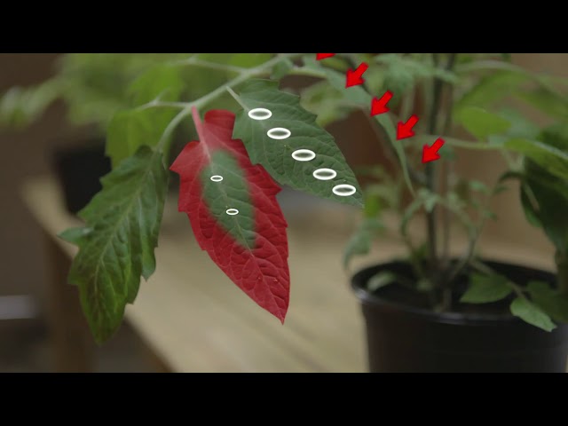 Watch Kweektips - Plant transpiratie - Tips van Simon - Ep02 S2 door CANNA on YouTube.