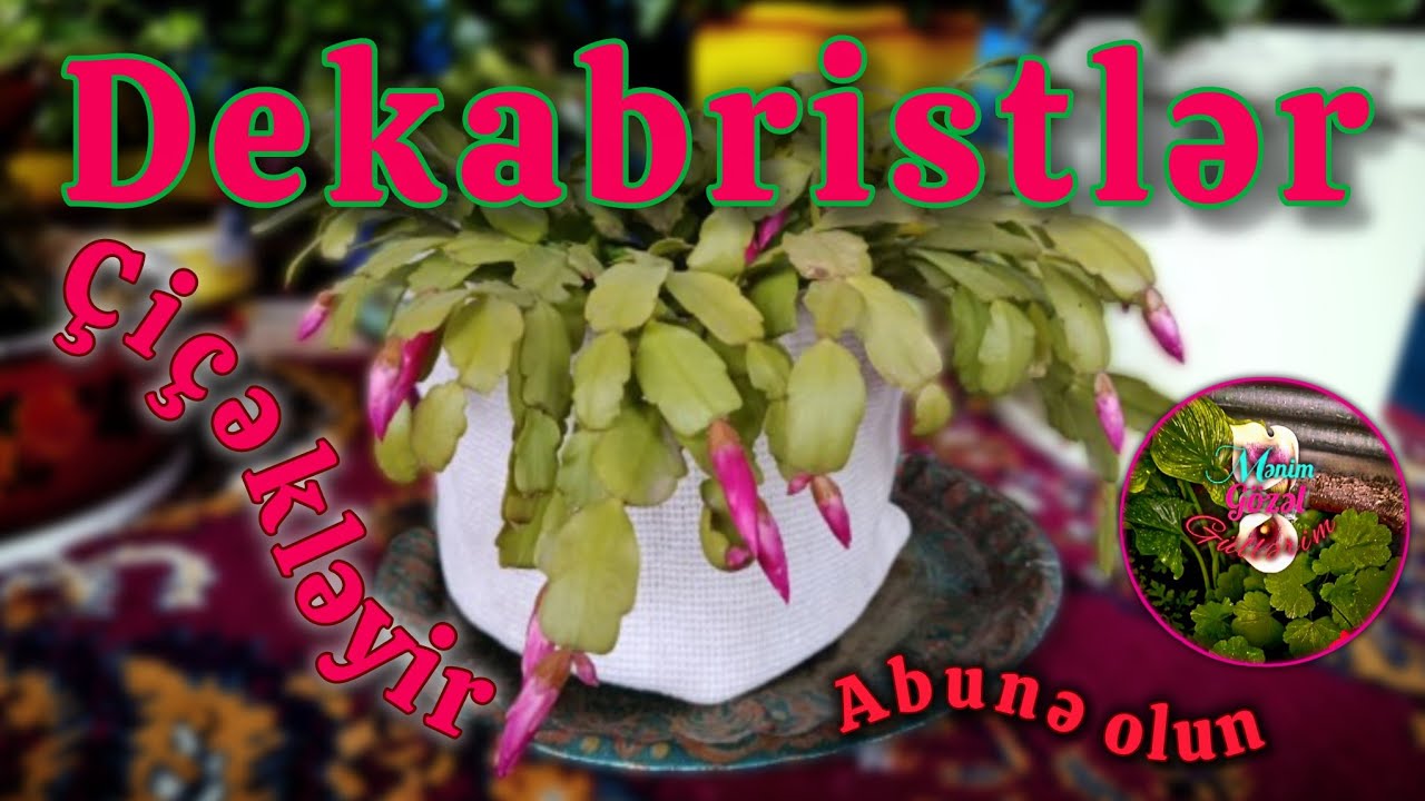 Dekabristlər gül açır yavaş yavaş @menimgözelgüllerim #flowers 