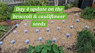 Broccoli and Cauliflower Seed Sowing Update by Ange's Garden 124 views 1 month ago 1 minute, 27 seconds