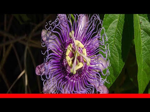 6 Fabulous Flowering