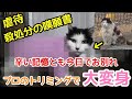 【野良猫保護】生きることすら許されなかったゆきちゃん！辛い過去と決別するためトリミング！！これから美にゃんになるよ！