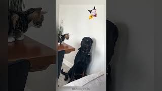 When Cat Becomes the Boss 😼 Dogs Get Scared! #Shorts #cat #pets #youtubeshorts #funnyfuzzy #usa