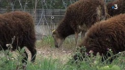 A la prison de Longuenesse, des moutons tondent la pelouse