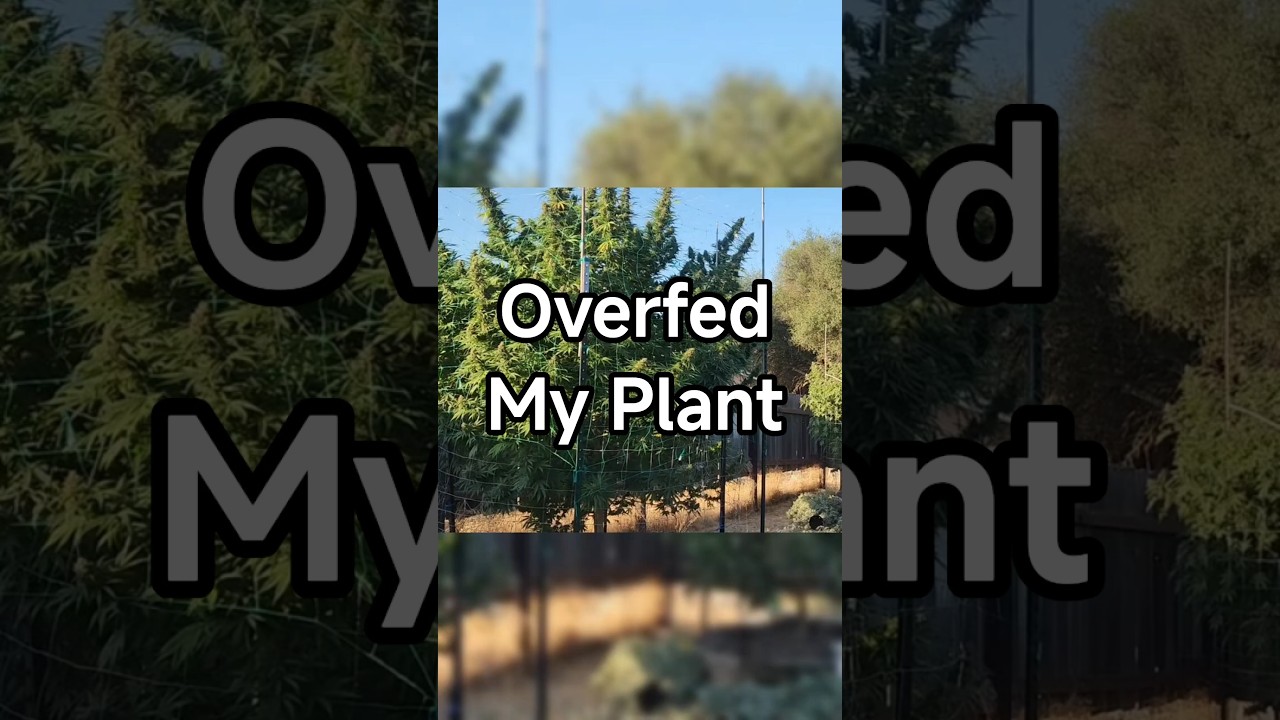 Overfed My Plant with Bloom Boosters 🌺