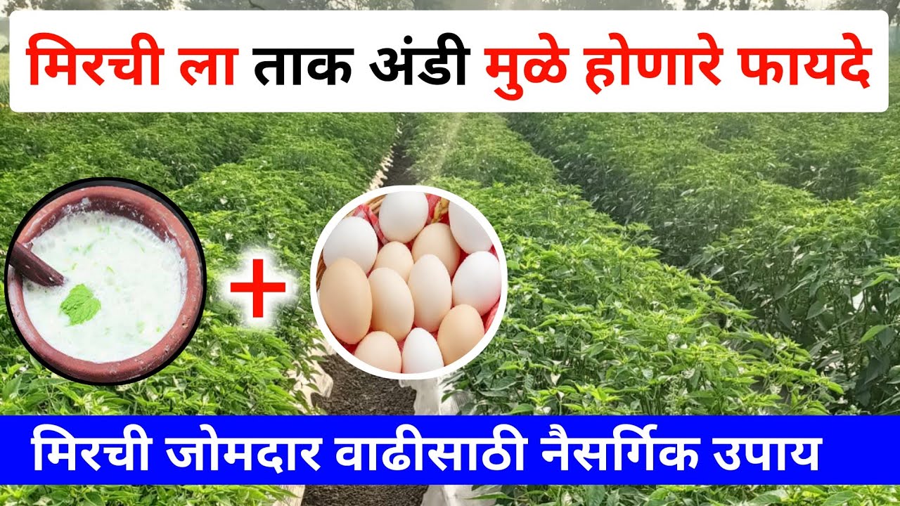 मिरची पिकाला ताक अंडी मुळे होणारे फायदे |mirchi tak andi fayde | मिरची जोमदार वाढीसाठी उपाय Tak Andi