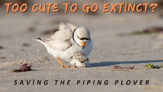 Saving the Piping Plover: Common Ground Conservation Series