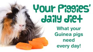 What Does a GUINEA PIG Eat? | Guinea Pig DAILY DIET | Feeding Guinea Pigs & Best Food