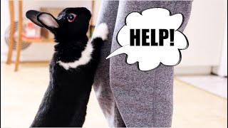 12 Critical Signs Your Rabbit is BEGGING You for Help!