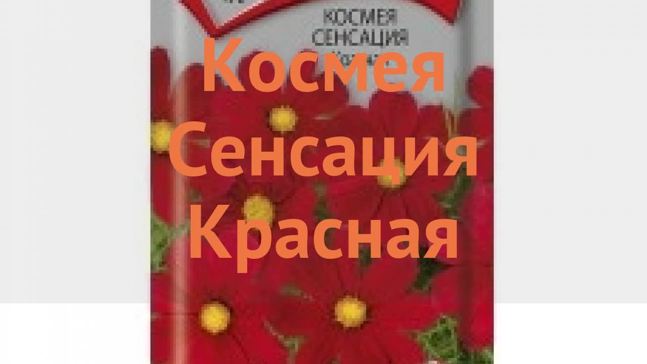 Космея обыкновенная Сенсация Красная 🌿 обзор: как сажать, семена космеи ...