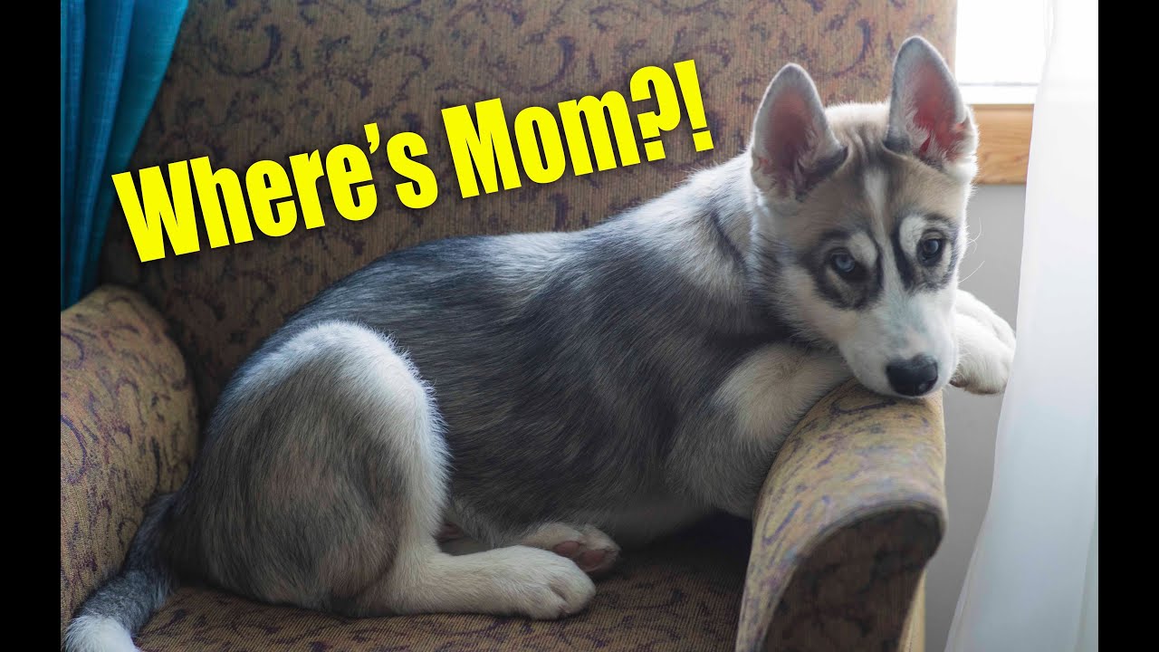 Loyal husky patiently waiting his mom!