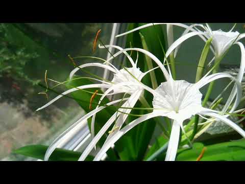 Гименокаллис - уход и цветение в домашних условиях. //Hymenocallis-care and flowering at home.//