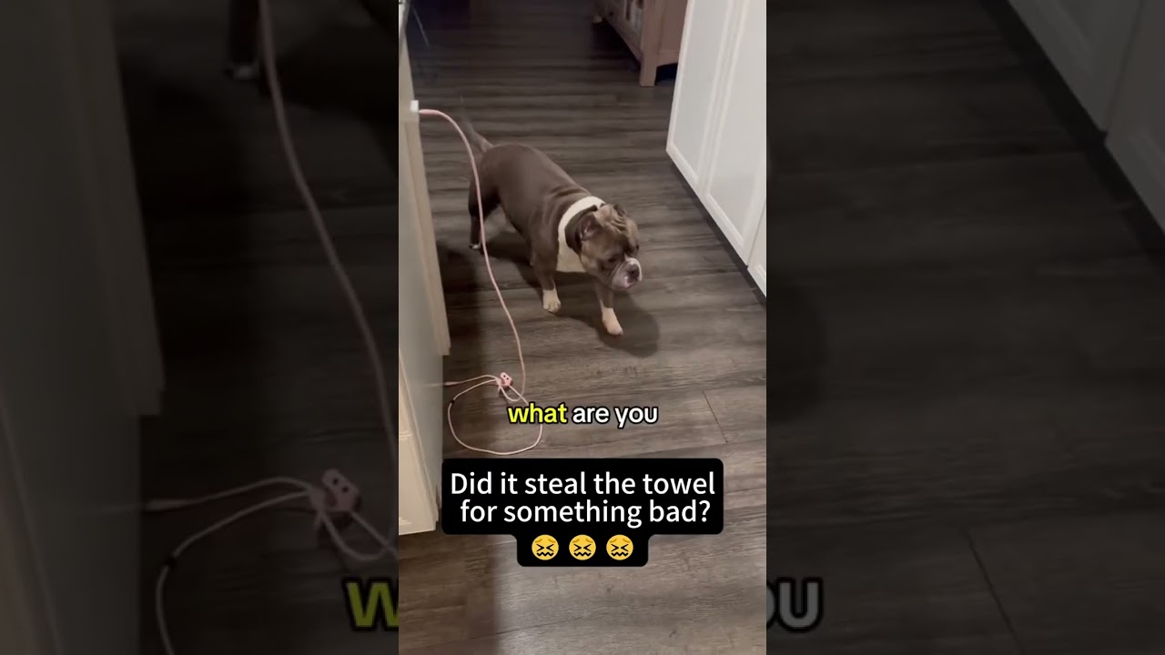 Sneaky dog